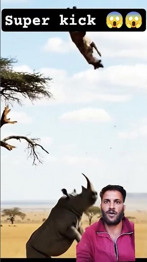 Rhino vs Hyena: The Ultimate Showdown