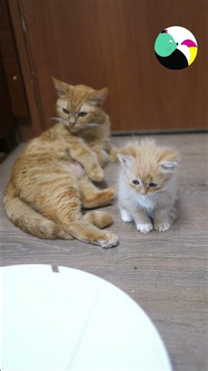 The kitten is looking at the vacuum cleaner.