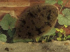 The Complete Freshwater Flounder Care Guide