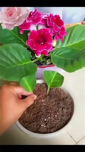 How to make violet cuttings