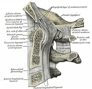 Apical ligament of dens - Alchetron, the free social encyclopedia