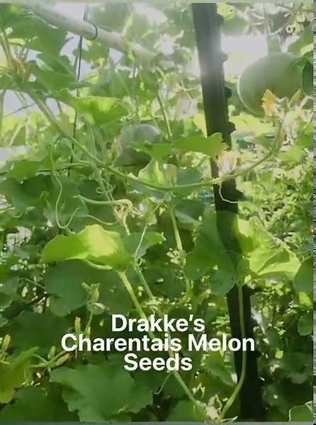HEIRLOOM Organic Charentais Melon Seeds, FREE SHIPPING! Authentic Sweet Fragrant French Cantaloupe, Rare, Luscious Flavor - Etsy
