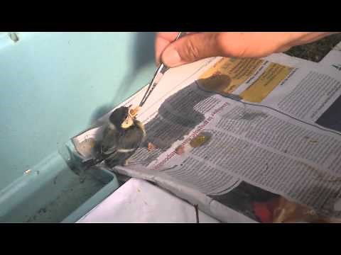 Comment nourrir un bébé oisillon moineaux