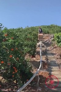 The process of planting crops | WOW