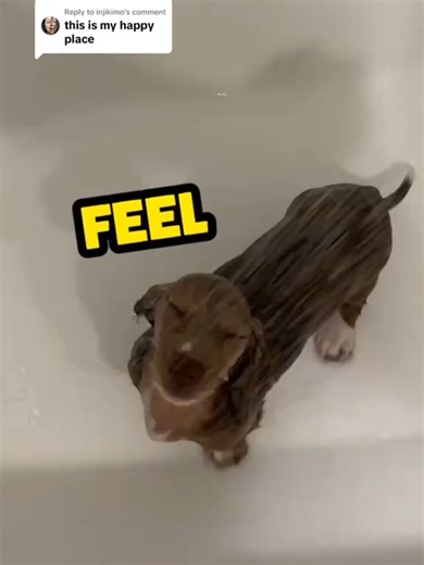 Funny Talking Dogs That Will Make You Laugh