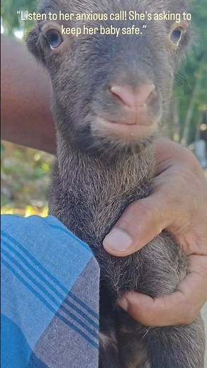 The Most Beautiful Thank You from a Mother Goat!