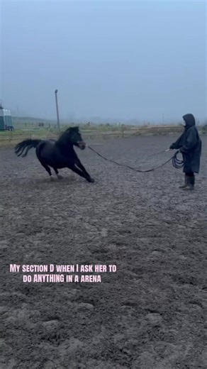 Understanding Horse Behavior in Training Sessions