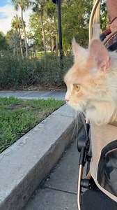 1.5K views · 25 reactions | Cat on a leash. #catonaleash #mainecooncat #orangecatbehavior Surfercatmav | Rocco and the kitty cats | Facebook