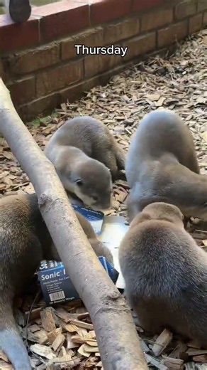 This Playful Otter Is Having Too Much Fun! 🦦😂 #Shorts #animals