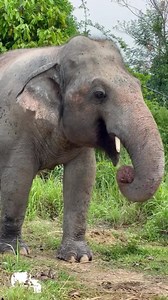 Majestic Kavaan coming in for his morning snack! We must say he looks so angelic in this video, we can’t keep our eyes off him! He is such a gigantic bull elephant that needs constant snacking for energy. Because he was alone in the zoo for so many years, Kavaan didn’t have the opportunity to learn how to forage like many elephants do. He is learning, but for now the staff at Cambodia Wildlife Sanctuary makes sure to prepare lots of food for him throughout the day. He is one happy boy! ❤️🐘 You 