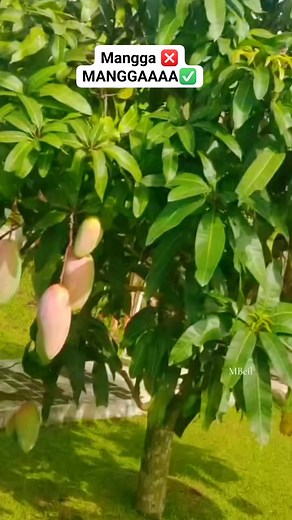 5.5K views · 86 reactions | Jumbo 珞 #reels | Mamanya Bocil | Facebook