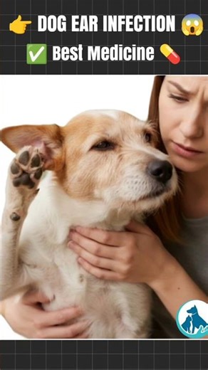 Best Medicine for Dogs Ear Infection | Best Medicine for Dog | Vet Tips #doghealth #ytshorts #shorts
