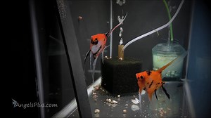 For more info: https://angelsplus.com/collections/angelfish-breeding-pairs/breeding-pair | Angels Plus
