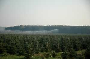 Christmas tree irrigation: When and how much should I irrigate?