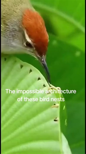 network berg (@sisco_berg)’s videos with original sound - network berg