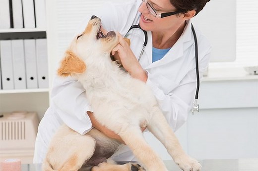 My Puppy Has Two Sets Of Canines - Cuteness