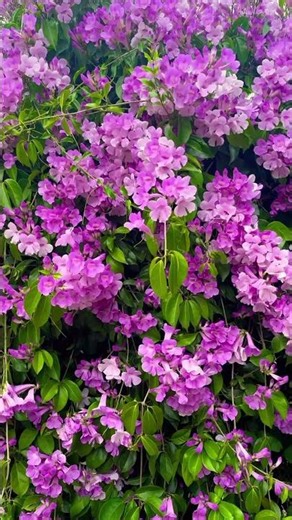 Most beautiful natural flowers garden #nature #natural #amazing #flowers #shorts #viral