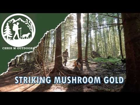 Bushcraft, mushroom foraging and a brew in a misty forest | We struck gold | Firebox twig stove