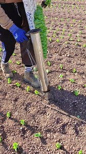 Agricultura: Dicas e Técnicas de Cultivo