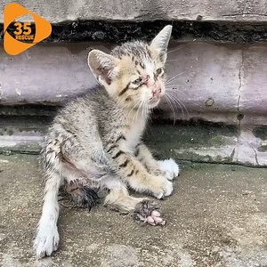 1.6M views · 10K reactions | Help poor kitten on the street when I go to work ( this kitten broken hip) | Cartoons Family Diana And Roma | Facebook