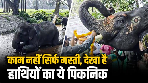 Umariya: Bandhavgarh में हाथियों को क्यों मिली 7 दिन की छुट्टी? जानें इस Festival का राज! |MP #umaria #mahdyapraadesh #elephant | Asian News International (ANI)
