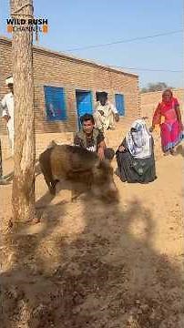 Wild Boar and the Boria Community