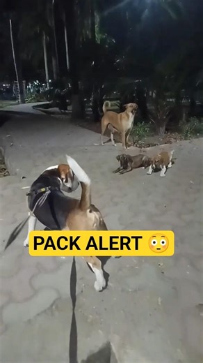 He Didn’t Realize It Was Their Territory… 😳🐾