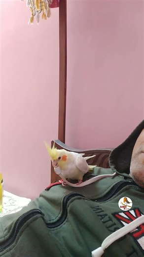 Cockatiel Dance Party!