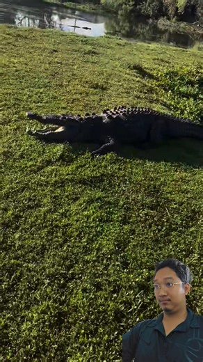 Alligator vs Stick: Tricking a Giant into the Water! 🐊🌊 #Alligator #Nature #Shorts 😲