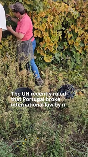 ClientEarth on Instagram: "A few months ago, we launched a complaint to the EU against a new lithium mine plan in Portugal that would put rural livelihoods and fragile ecosystems at risk. Now the EU has replied – and rejected our complaint. It insists that the mine is compliant with sustainability requirements – despite leaving many unanswered questions. An independent study showed that contamination and mining waste failures are real risks that could threaten the locals’ water, soil and farms –