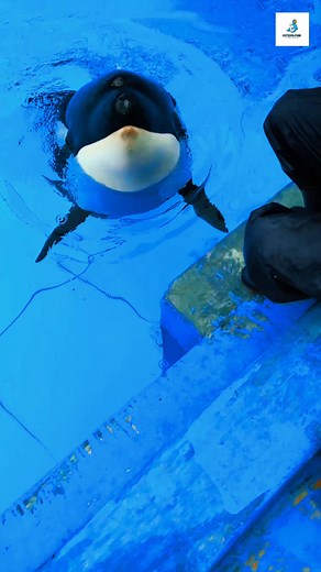 WOW ! KILLERWHALE EATING FISH 🐟 AND MILK #fbpost2025シ #killerwhale #orca #fy #viralpost2025シ #postviralシ #fbreelsfypシ゚ #FacebookReelsContest #reelfb #facebookviral #PostViral #viralreelsfacebook | Cutedolphin12345