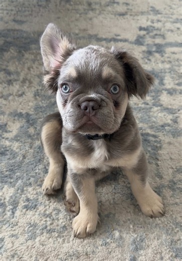 Bronco the Fluffy Lilac French Bulldog
