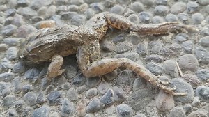 Collection of dangerous venomous snake encounters