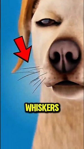 What Happens If a Dog Loses Its Whiskers… 😳🐶