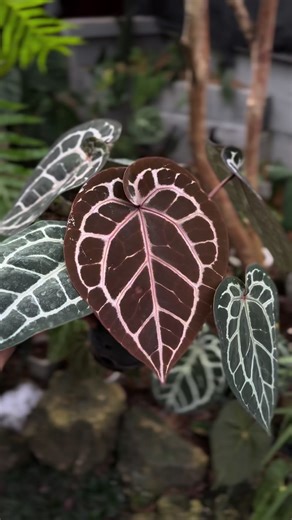 Anthurium michelle doc block #anthuriummichellexmichellebydrblock #anthuriummichelledocblock #anthuriummichelle #anthuriumredcrystallinum #anthuriumdocblock