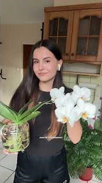 when do orchids bloom #orchid #houseplants #orchids #flowers