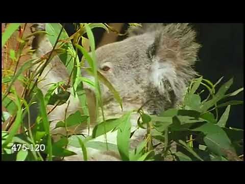 Baby Noah’s Animal Adventure - In the Outback
