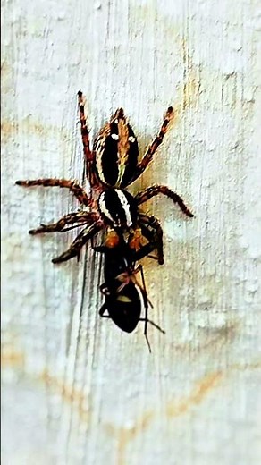 Pantropical Jumping Spider | Stunning Close-Up of a Skilled Hunter | Plexippus paykulli in Action