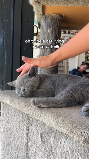 Discover the Charm of Kittens at a Cat Cafe