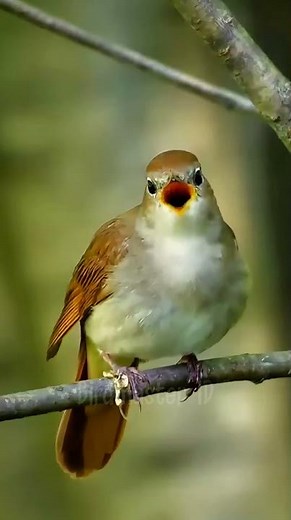 Calm Nightingale Song