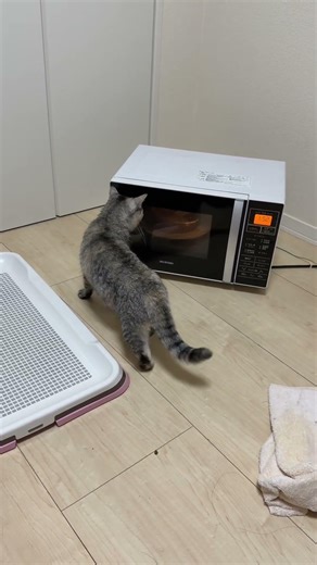 レンジが気になる猫