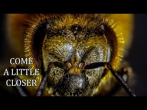 Honey Bees Under a Microscope Close up Bee Anatomy, Drone & Worker with Music, No Narration