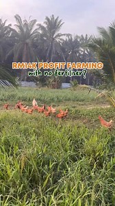 Would you start a sustainable farm if it made you RM14K a month? 😏🌱 #regenerativefarmers #malaysia #chicken #chickenfarm #farm | Regenerative Farmers Malaysia
