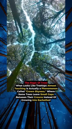 Why Don’t Trees Touch Each Other? 🤯 #science