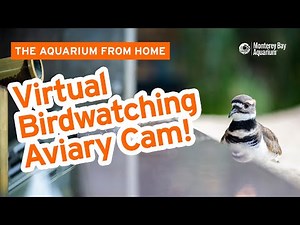 Let's go virtual birdwatching with the Aviary Cam! | The Aquarium From Home