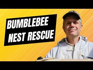 The Big Bumblebee Nest Rescue: How We Safely Moved and Relocated a Colony!