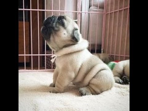The best pug memes ever!