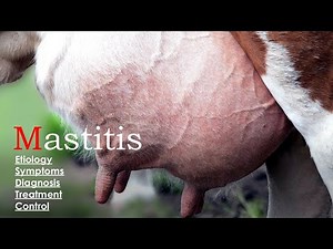 Mastitis in cow and their treatment