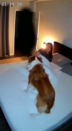 Dog Senses Terrifying Shadow On Bedroom Cam And Barks To Wake Owner #horror #scary #ghost #fyp