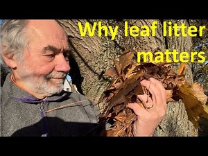 Leaf litter ecology